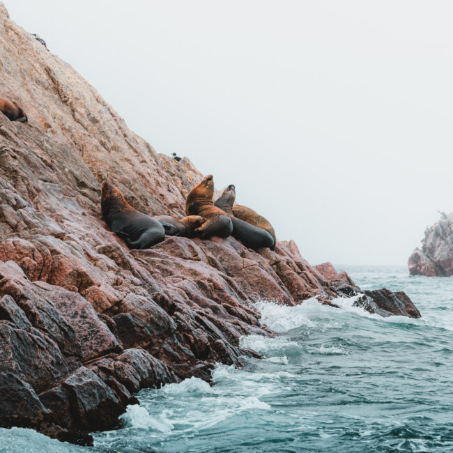 Islas Balestas, Peru