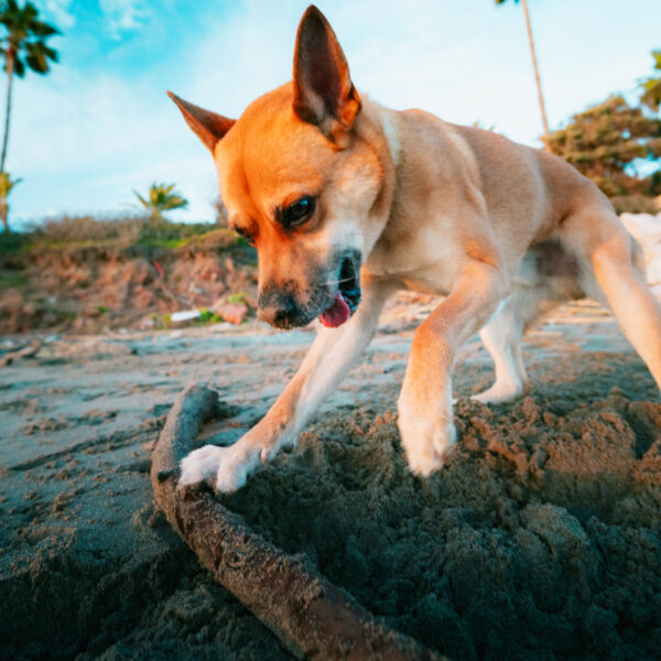 tamatam-andaluzia-11