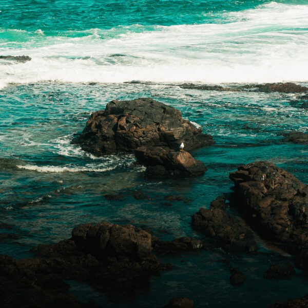 tamatam_kanare-blog--4